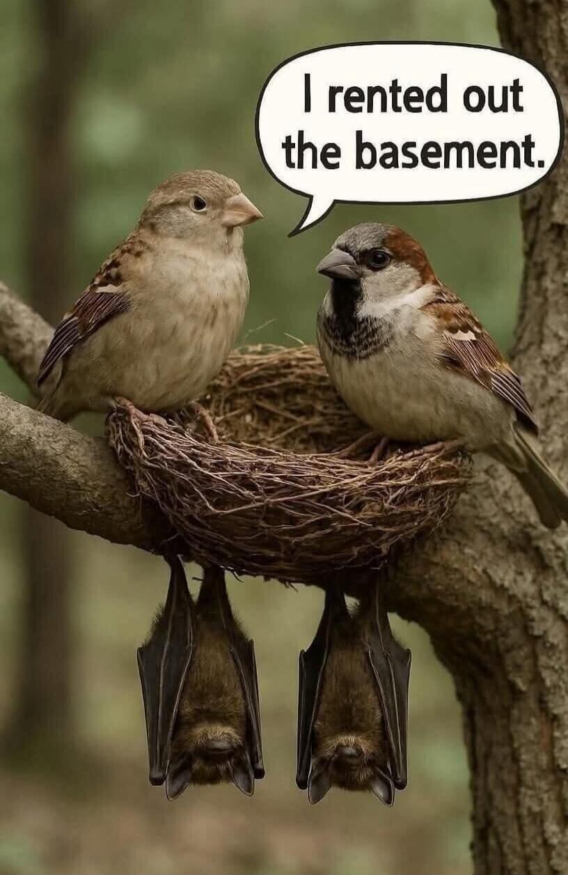 I rented out the basement.