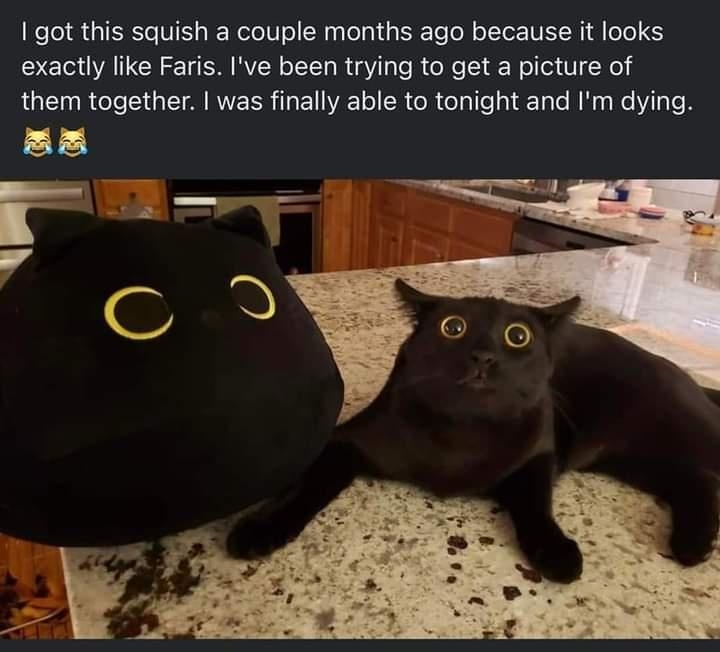 m THIS CATISV O I D q Kylene Bell Apr 27 got this squish a couple months ago because it looks exactly like Faris Ive been trying to get a picture of LGN R CeTe SN a I IRV ER TR Bl VAT o SR R elalfe sl dTale M MuaNe Vi g Te B