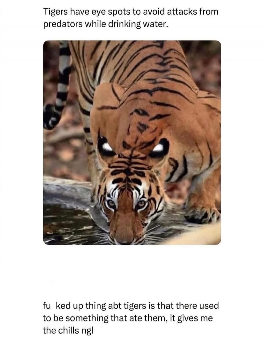 Tigers have eye spots to avoid attacks from predators while drinking water. fu ked up thing abt tigers is that there used to be something that ate them, it gives me the chills ngl