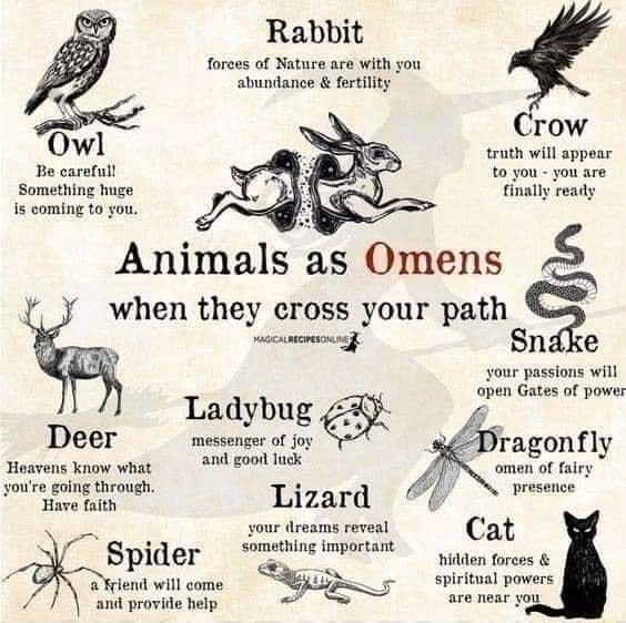 Rabbit forces of Nature are with you abundance fertility Animals as Omens L when they cross your path Sndke Owl Be carefull Something huge is coming to you Crow truth will appear to you you are tinally ready e your passions will open Gates of power Ladybug Deer messenger of joy Dragonfly Heavens know what AN BT omen of fairy youre going through presence Have faith Lizard your dreams reveal Cat E 3