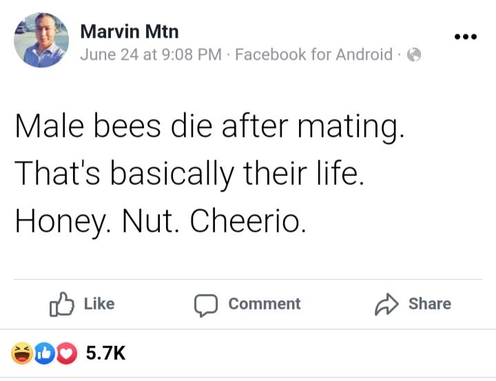 9 Marvin Mtn ee June 24 at 908 PM Facebook for Android Male bees die after mating Thats basically their life Honey Nut Cheerio f Like comment Share