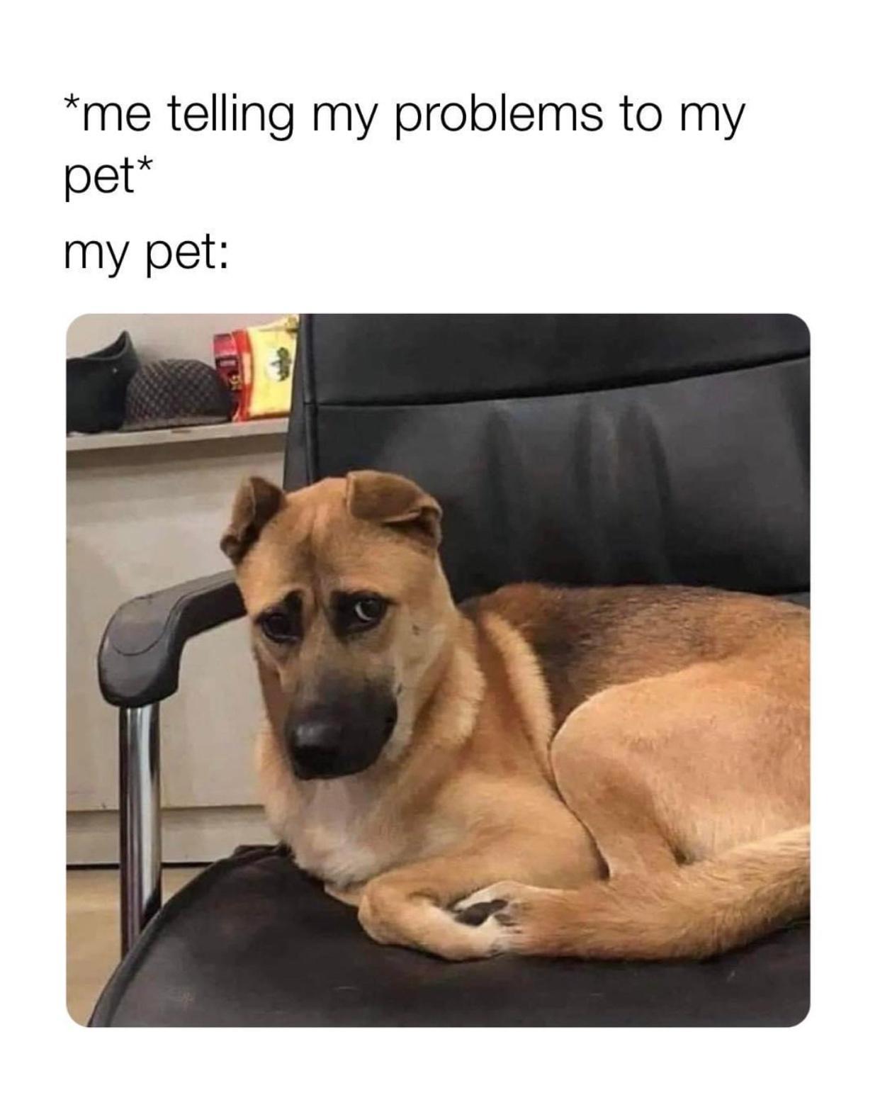 me telling my problems to my pet my pet