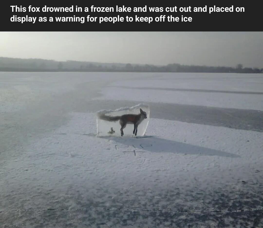 This fox drowned in a frozen lake and awarni cut out and placed on for people to keep off the ice