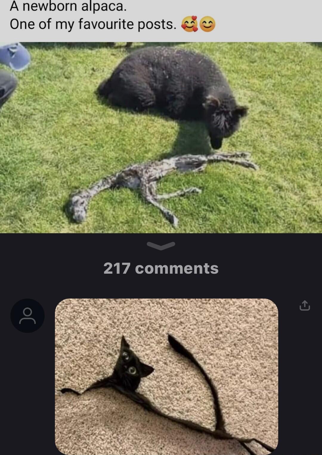 A newborn alpaca One of my favourite posts 2