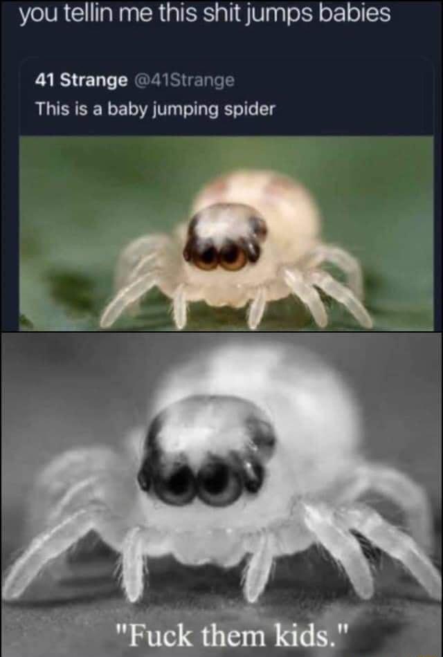 you tellin me this shit jumps babies 41 Strange This is a baby jumping spider