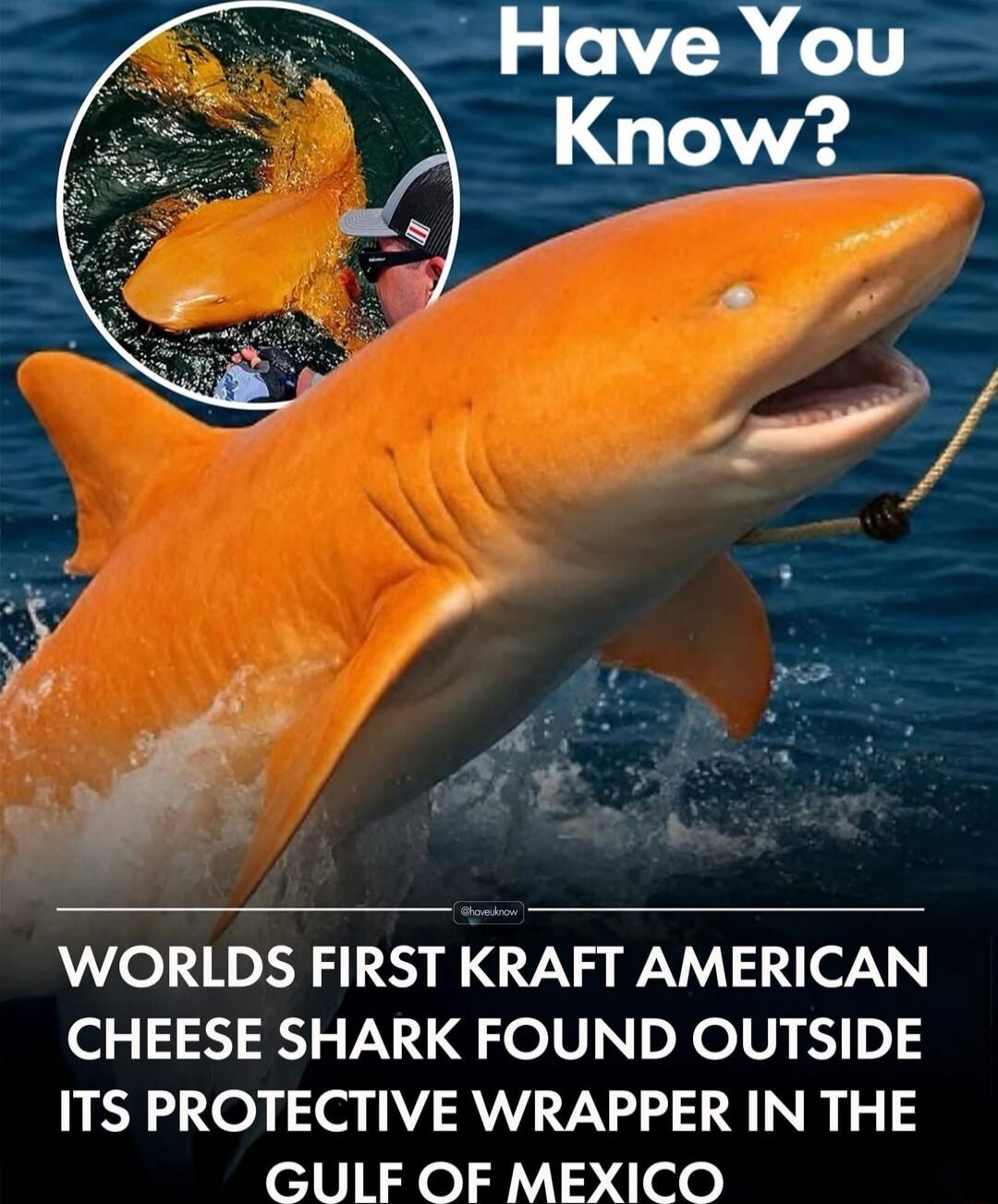 Have You Know? World's first Kraft American cheese shark found outside its protective wrapper in the Gulf of Mexico