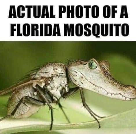 ACTUAL PHOTO OFA FLORIDA MOSQUITO