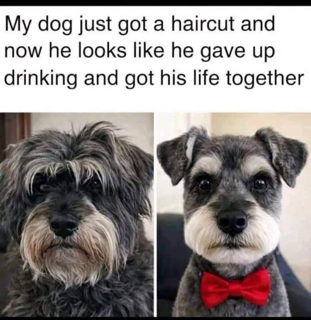 My dog just got a haircut and now he looks like he gave up drinking and got his life together