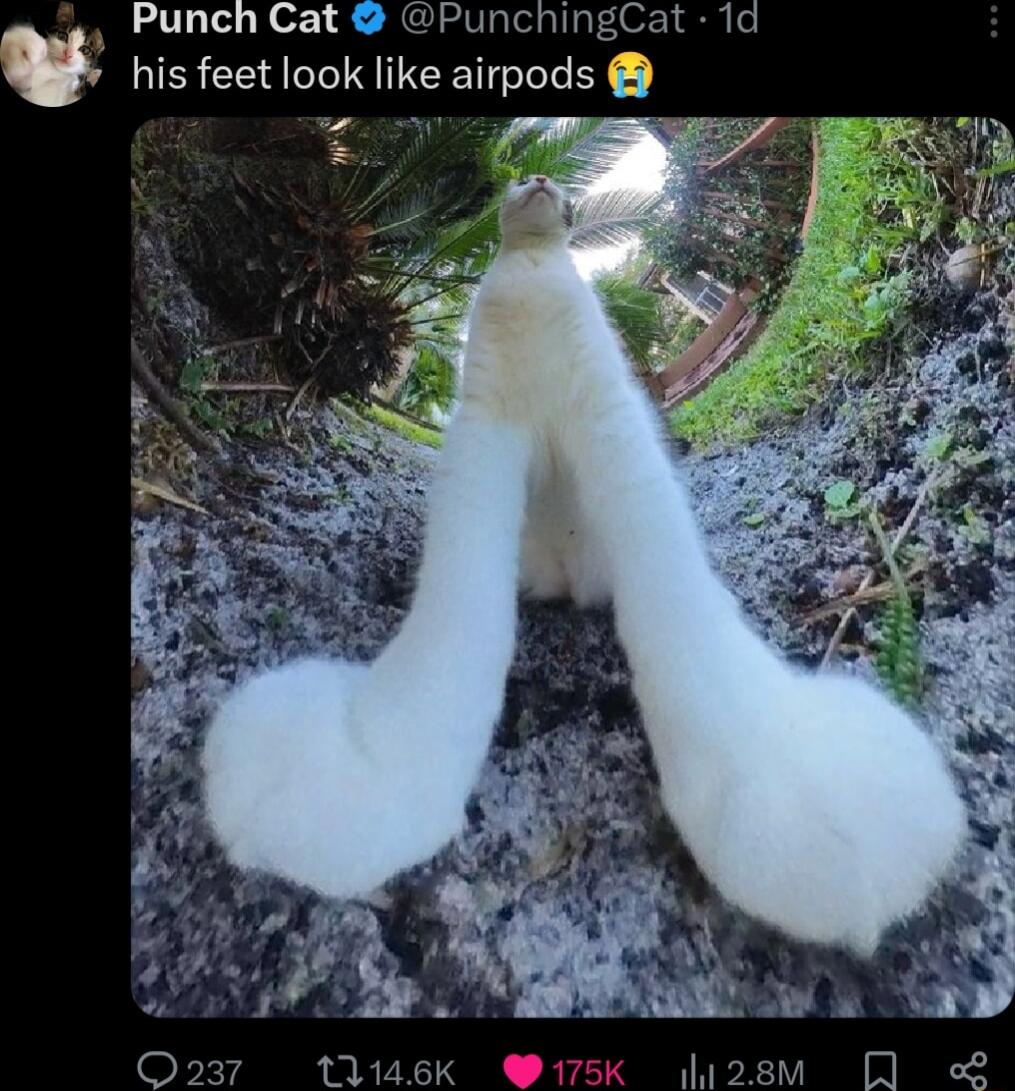 Punch Cat PunchingCat 1d w his feet look like airpods