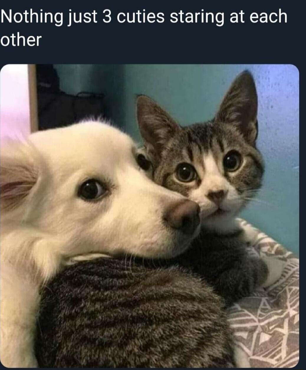 Nothing just 3 cuties staring at each other