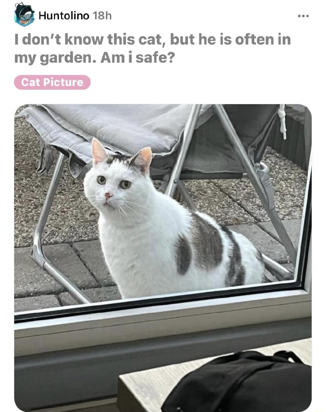g Huntolino 18h 1dont know this cat but he is often in my garden Am i safe