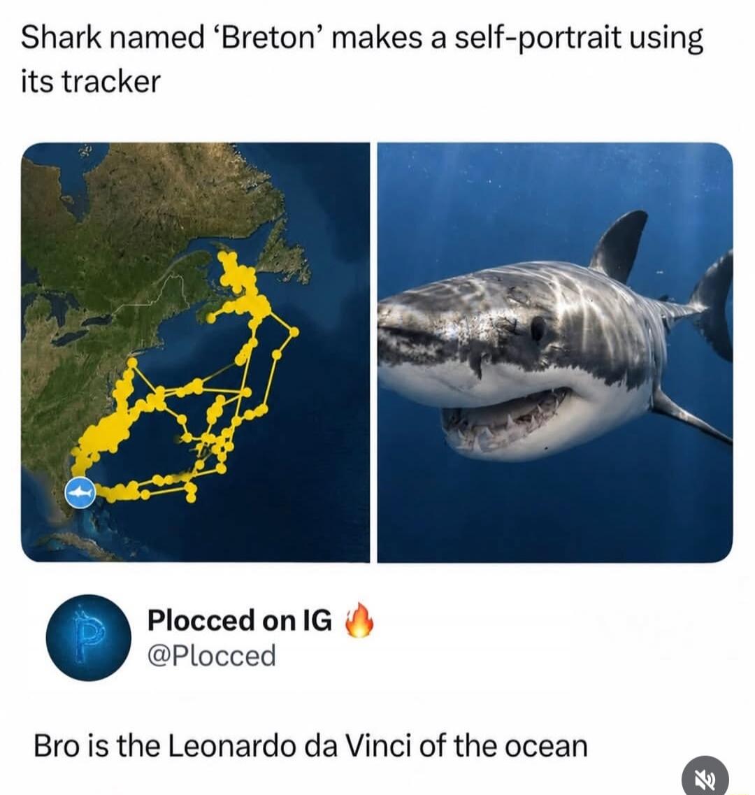 Shark named 'Breton' makes a self-portrait using its tracker. Plocced on IG. @Plocced. Bro is the Leonardo da Vinci of the ocean.