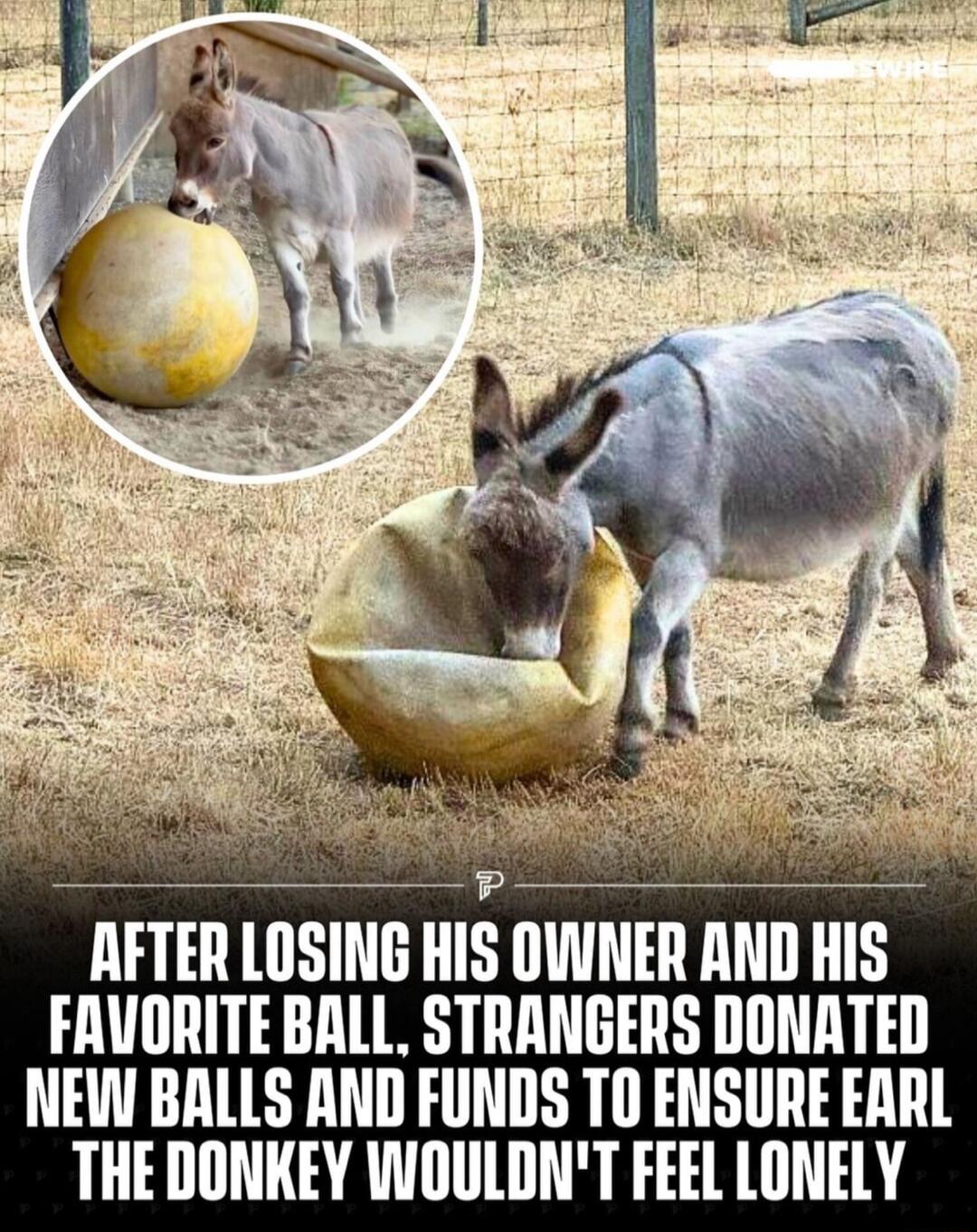 AFTER LOSING HIS OVVNER AND HIS FRUORITE BALL STRANGERS DONATED NEW BALLS AND FUNDS TO ENSURE ERRL THE DONKEY WOULDNT FEEL LONELY