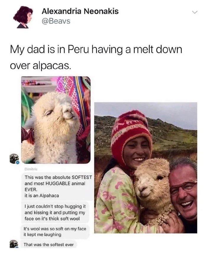 Alexandria Neonakis Beavs My dad is in Peru having a melt down over alpacas e anc most HUGGABLE anmal EVER itis an Apshaca 1justcoulent stop hugoing it and kissing i and putting my faco on s thick soft woal 3 wool was 0 soft onmyface ket me lughing B Toiwes st