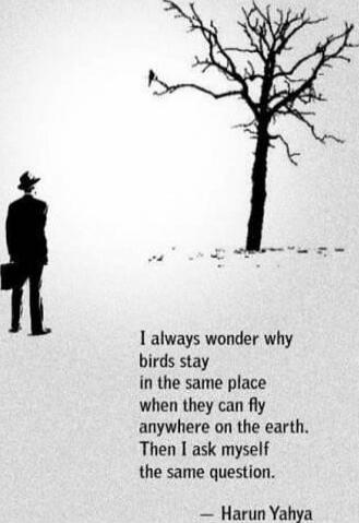 I always wonder why birds stay in the same place when they can fly anywhere on the earth. Then I ask myself the same question. — Harun Yahya