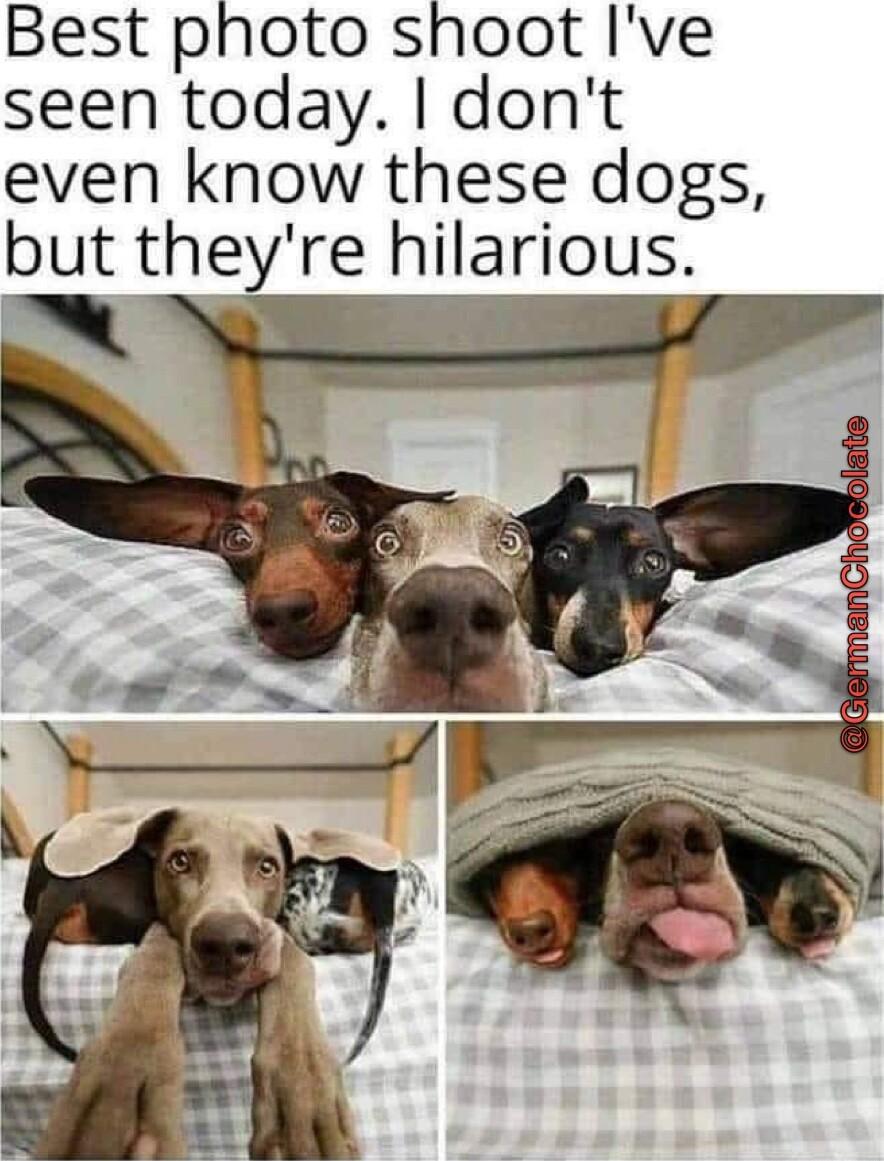 Best photo shoot Ive seen today dont even know these dogs but theyre hilarious Al v