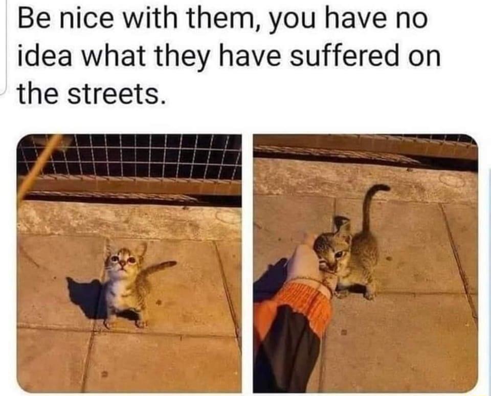 Be nice with them you have no idea what they have suffered on the streets