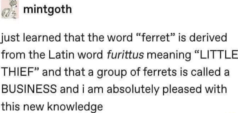 7 mintgoth just learned that the word ferret is derived from the Latin word furittus meaning LITTLE THIEF and that a group of ferrets is called a BUSINESS and i am absolutely pleased with this new knowledge