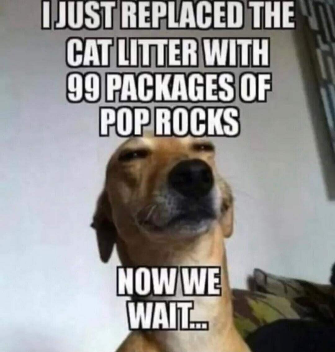 I JUST REPLACED THE CAT LITTER WITH 99 PACKAGES OF POP ROCKS NOW WE WAIT...