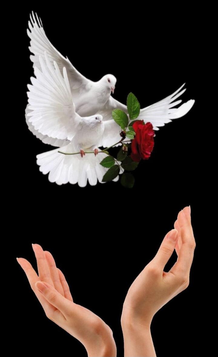 Two white doves carrying a red rose, hovering above two hands open as if releasing them against a black background.