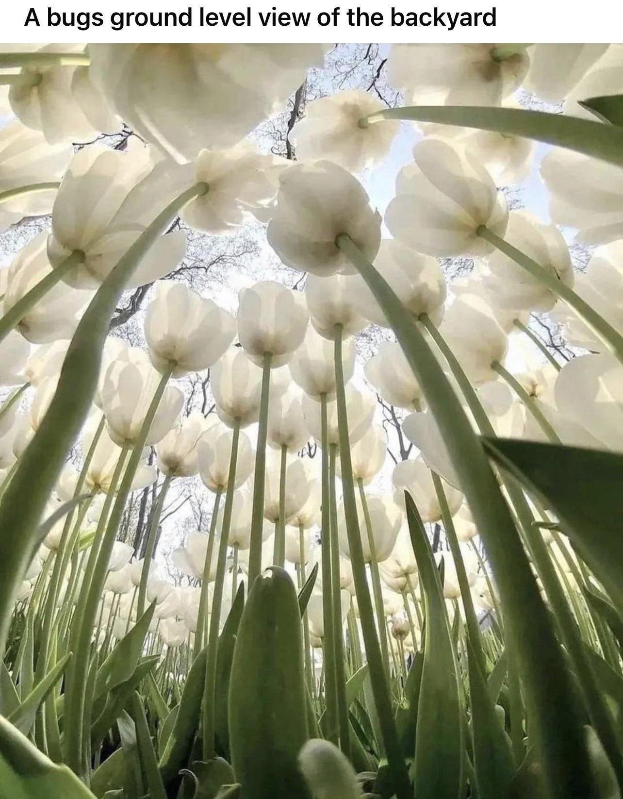 A bugs ground level view of the backyard