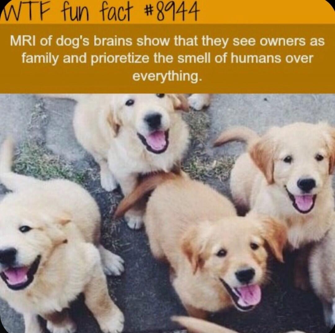 WTF fun fact #8944
MRI of dog's brains show that they see owners as family and prioritize the smell of humans over everything.