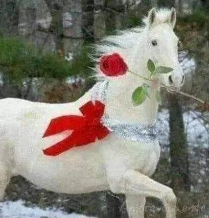 A white horse with a red bow and silver harness, holding a red rose in its mouth.