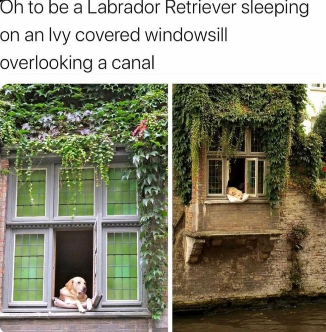 n an lvy covered windowsill overlooking a canal