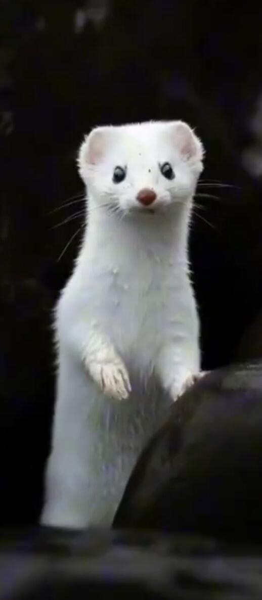 Small white ferret-like animal standing on hind legs.
