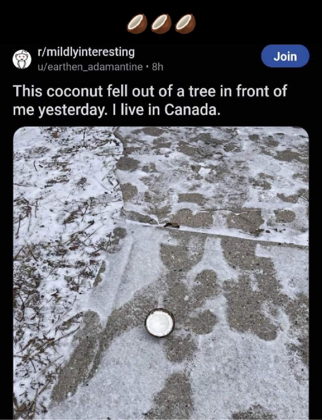 Vmidyinteresting i uearthen_adamantine 8h This coconut fell out of a tree in front of WER O CGEVAN TN N ELER