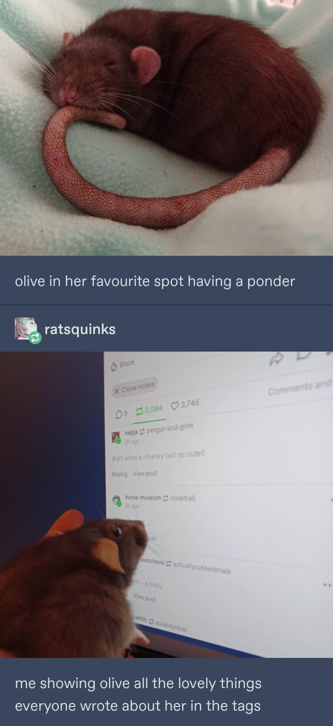 olive in her favourite spot having a ponder t ratsquinks me showing olive all the lovely things everyone wrote about her in the tags