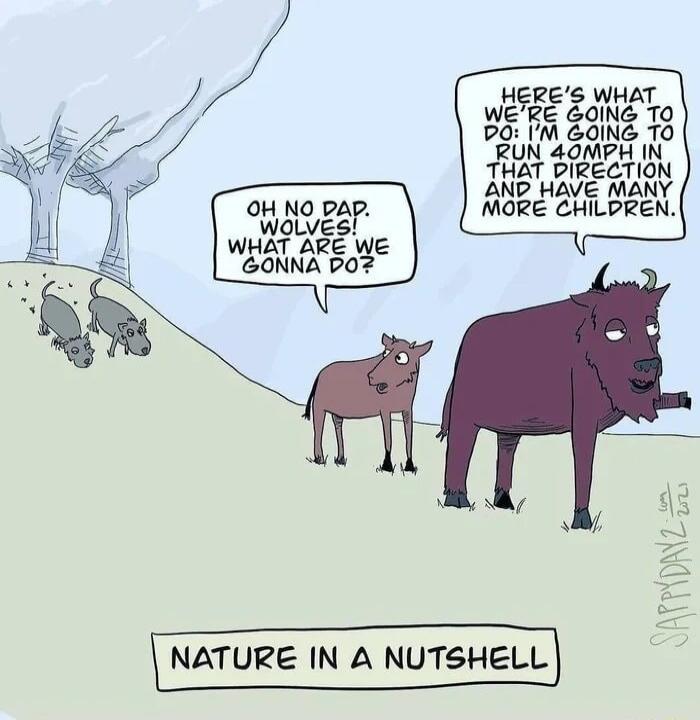 OH NO DAP waLves WHAT ARE We GONNA DOZ NATURE IN A NUTSHELL