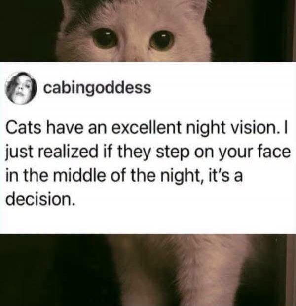 cabingoddess
Cats have an excellent night vision. I just realized if they step on your face in the middle of the night, it's a decision.