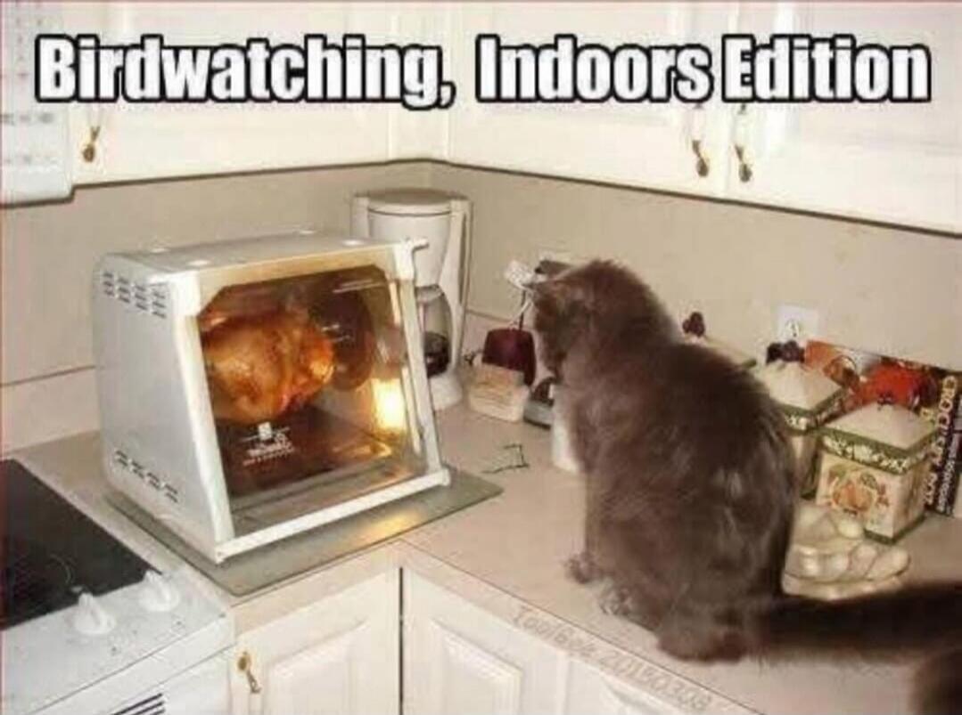 Birdwatching, Indoors Edition