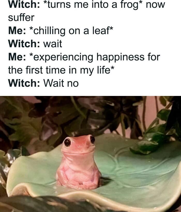 Witch turns me into a frog now suffer Me chilling on a leaf Witch wait Me experiencing happiness for the first time in my life Witch Wait no