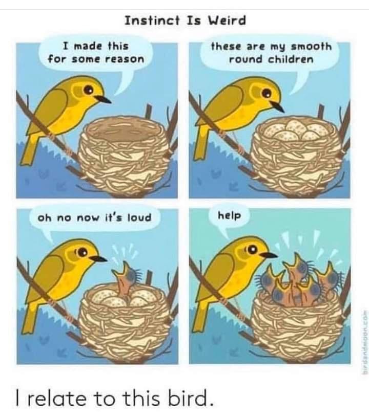 Instinct Is Weird T made this these are my smooth for some reason round children oh no now its loud help relate to this bird