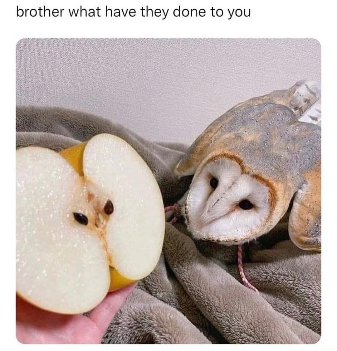 brother what have they done to you