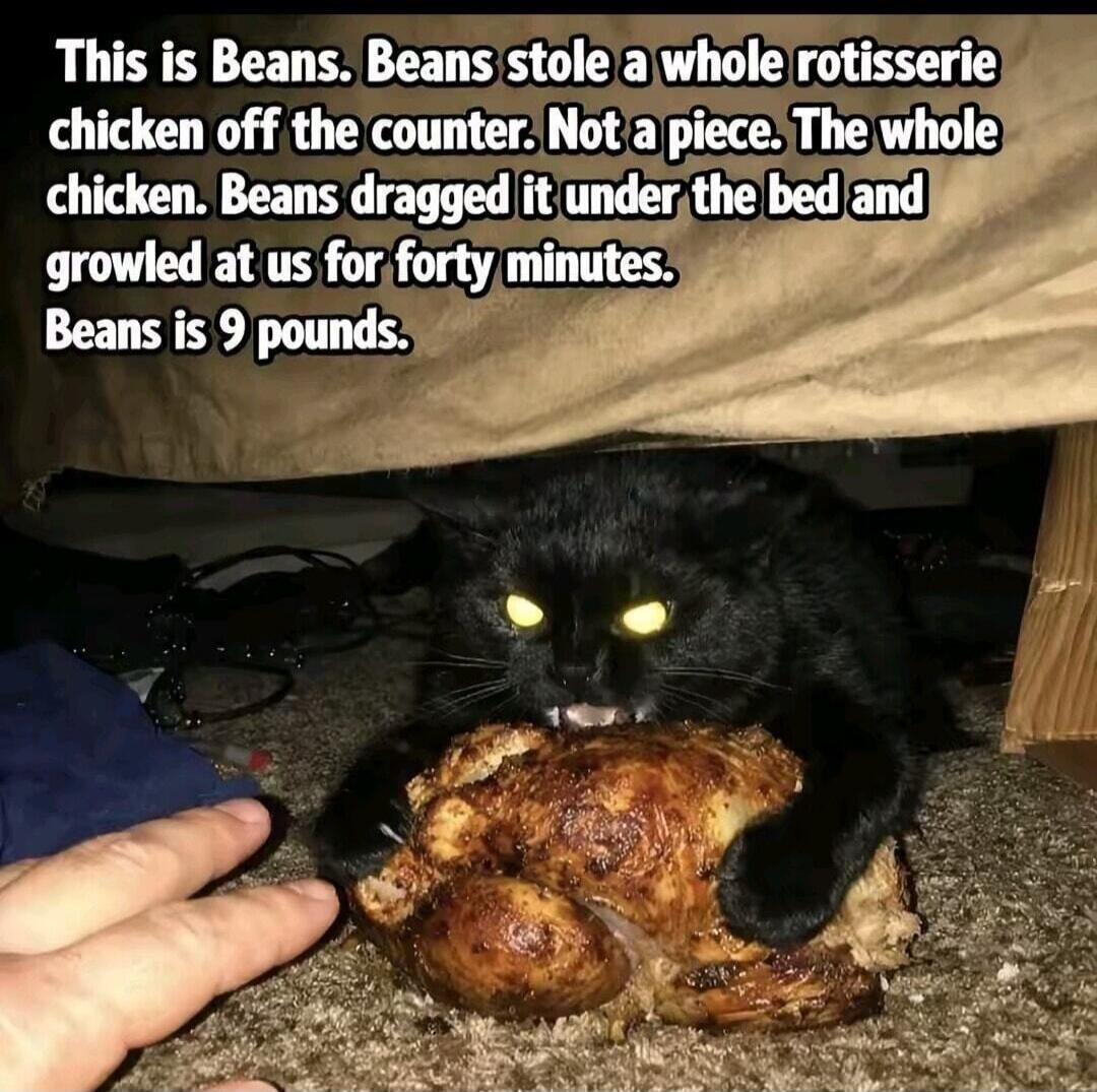 This is Beans. Beans stole a whole rotisserie chicken off the counter. Not a piece. The whole chicken. Beans dragged it under the bed and growled at us for forty minutes. Beans is 9 pounds.