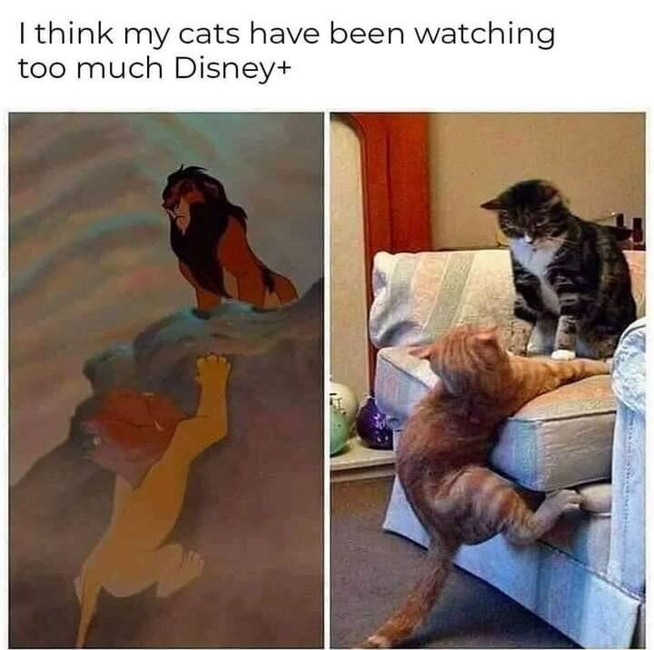 think my cats have been watching too much Disney