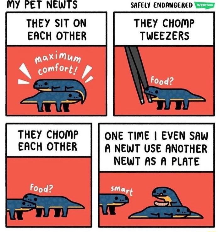 MY PET NEWTS SAFELY ENDANGERED T THEY SIT ON THEY CHOMP EACH OTHER TWEEZERS THEY CHOMP EACH OTHER ONE TIME EVEN SAW A NEWT USE ANOTHER NEWT AS A PLATE