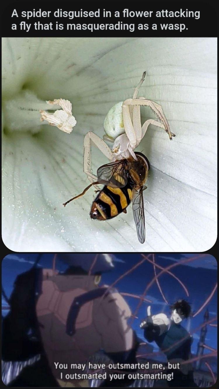 A spider disguised in a flower attacking ER AU EEGTEEG VESERTEE N You may have outsmarted me but outsmared your outsmarting