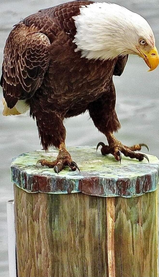 A bald eagle standing on a weathered wooden post by the water.