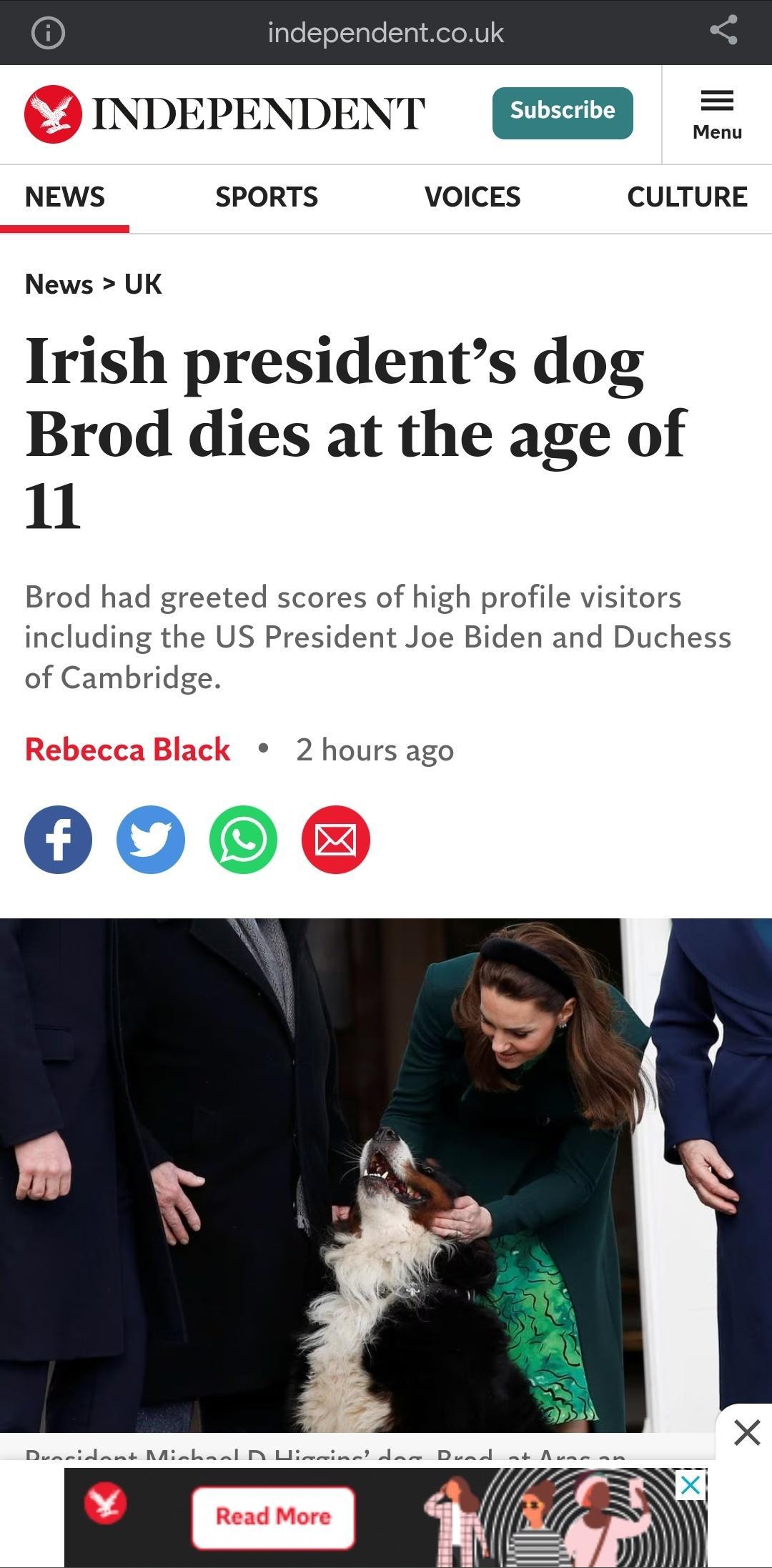 INDEPENDENT EED Menu NEWS SPORTS VOICES CULTURE News UK Irish presidents dog Brod dies at the age of 11 Brod had greeted scores of high profile visitors including the US President Joe Biden and Duchess of Cambridge 2hours ago 0006