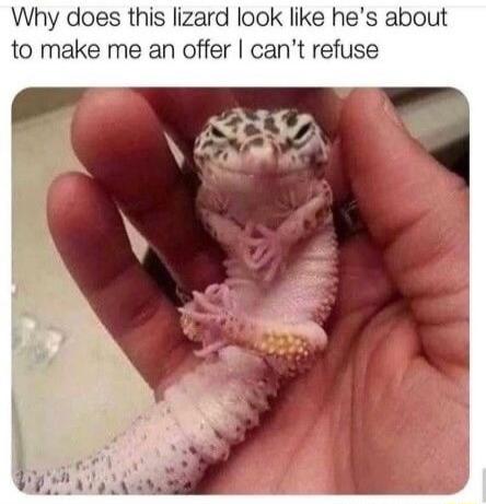 Why does this lizard look like hes about to make me an offer cant refuse