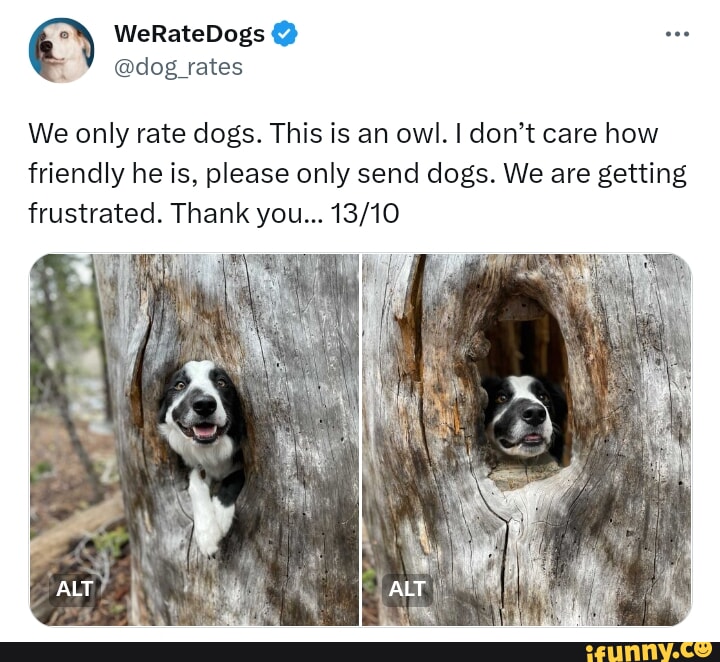 WeRateDogs dog rates We only rate dogs This is an owl dont care how friendly he is please only send dogs We are getting frustrated Thank you 1310