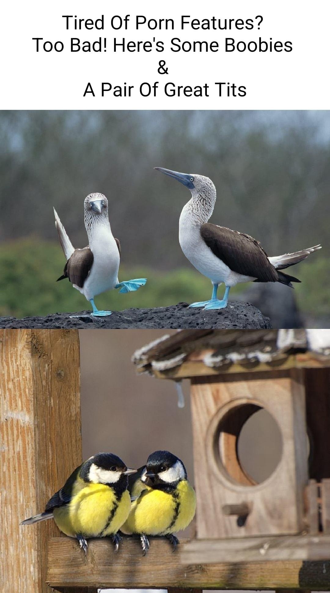 Tired Of Porn Features Too Bad Heres Some Boobies A Pair Of Great Tits t i A vb N AP gy 3 i U R e