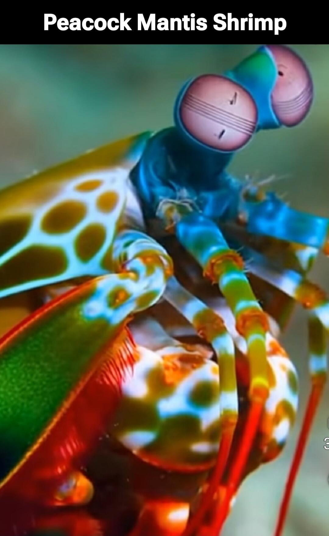 Peacock Mantis Shrimp