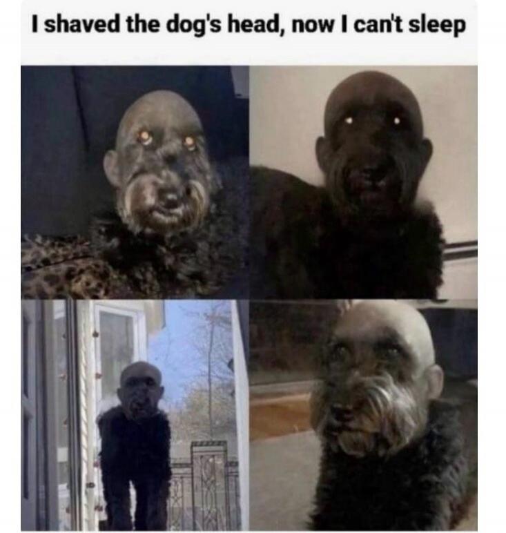 I shaved the dog's head, now I can't sleep