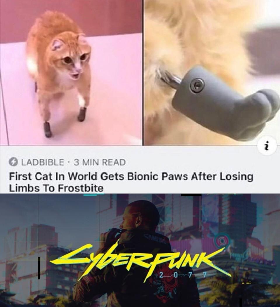 First Cat In World Gets Bionic Paws After Losing Limbs To Frostbite
