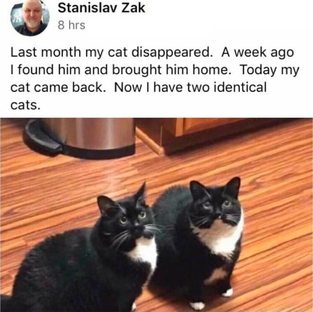 Stanislav Zak Q 8 hrs Last month my cat disappeared A week ago found him and brought him home Today my cat came back Now have two identical cats B U